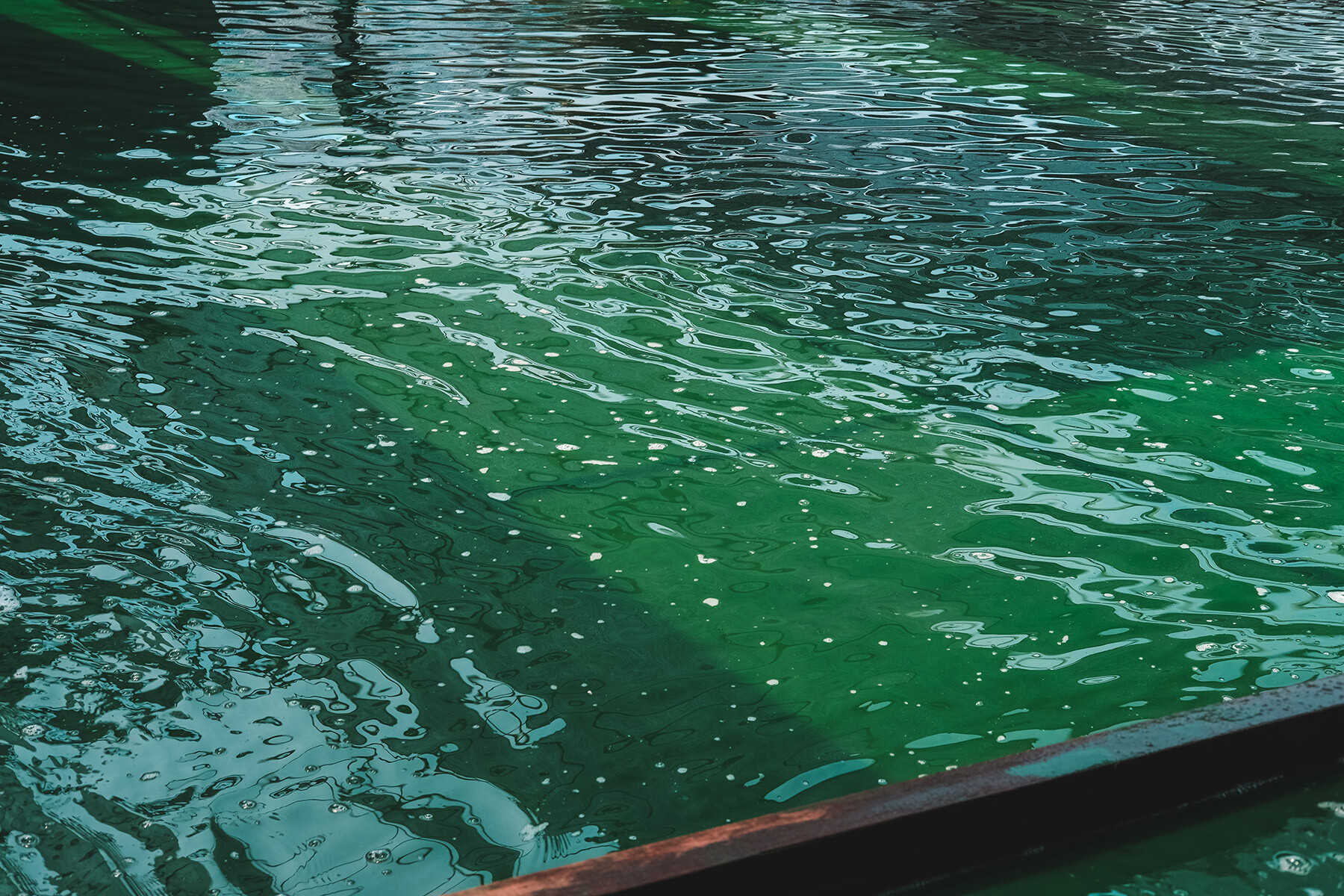 Green surface of algae cultivation pond