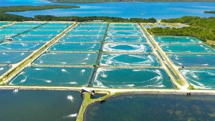 Shrimp farm aerial view