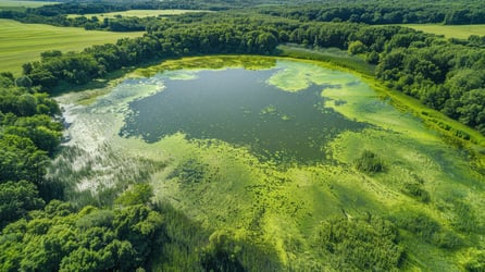 Lake with harmful algal bloom, farmland in the background