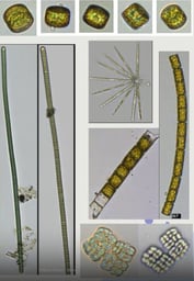 FlowCam-Cyanobacteria-PVWC