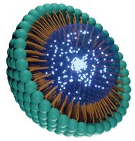 Stock illustration of lipid nanoparticle (LNP)