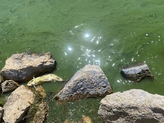 Harmful algal bloom close up with rocks and dead fish