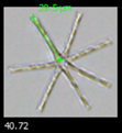 asterionella-measuring-ruler