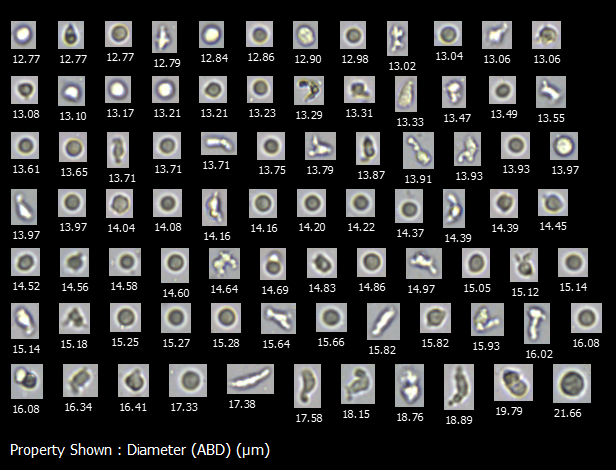 Cells, cell aggregates, and cell debris