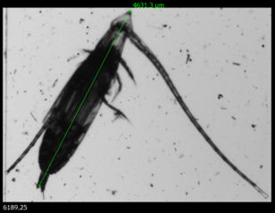 copepod-measuring-ruler