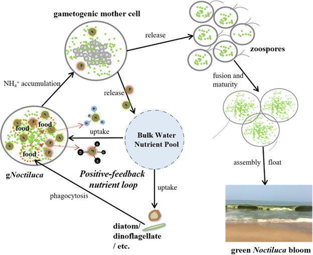 gNoctiluca-nutrient-loop