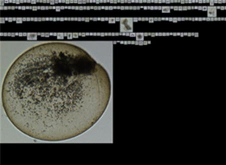 FlowCam collage endosymbionts