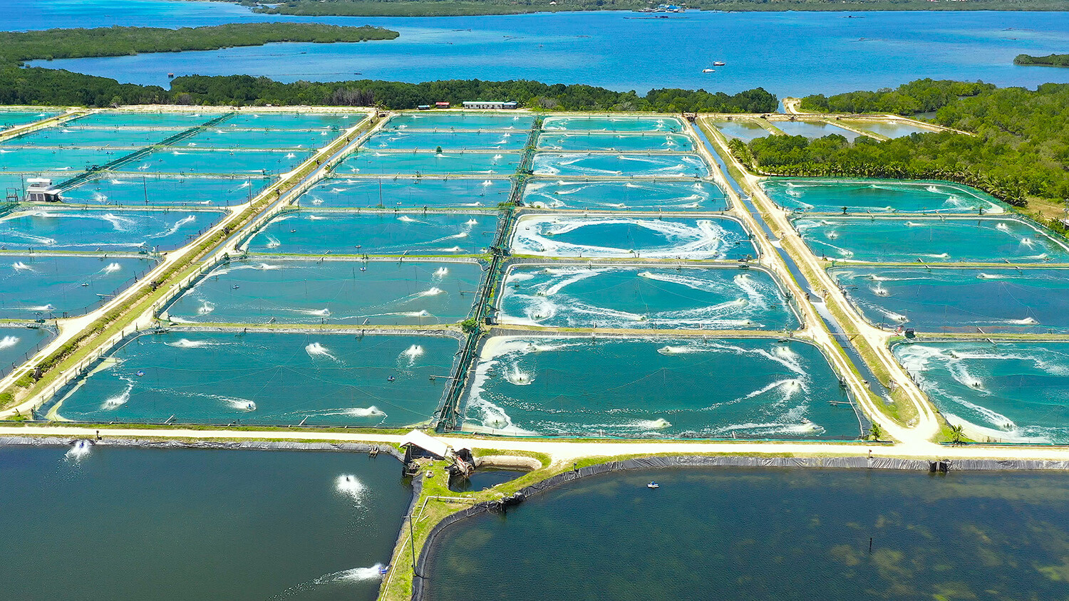 Safeguarding Aquaculture Ponds Through Nuisance Algae Identification